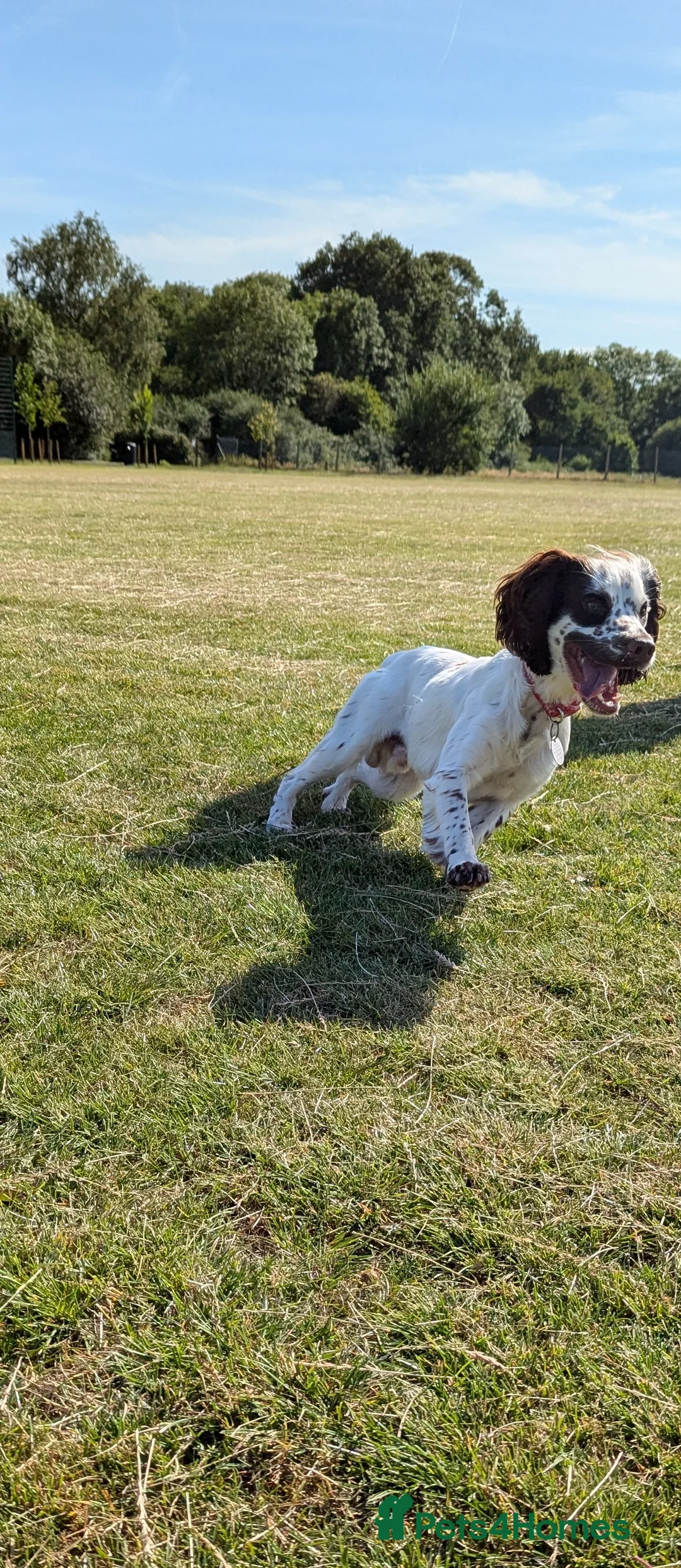 Sprocker dogs for sale: Murphy - Advert 6