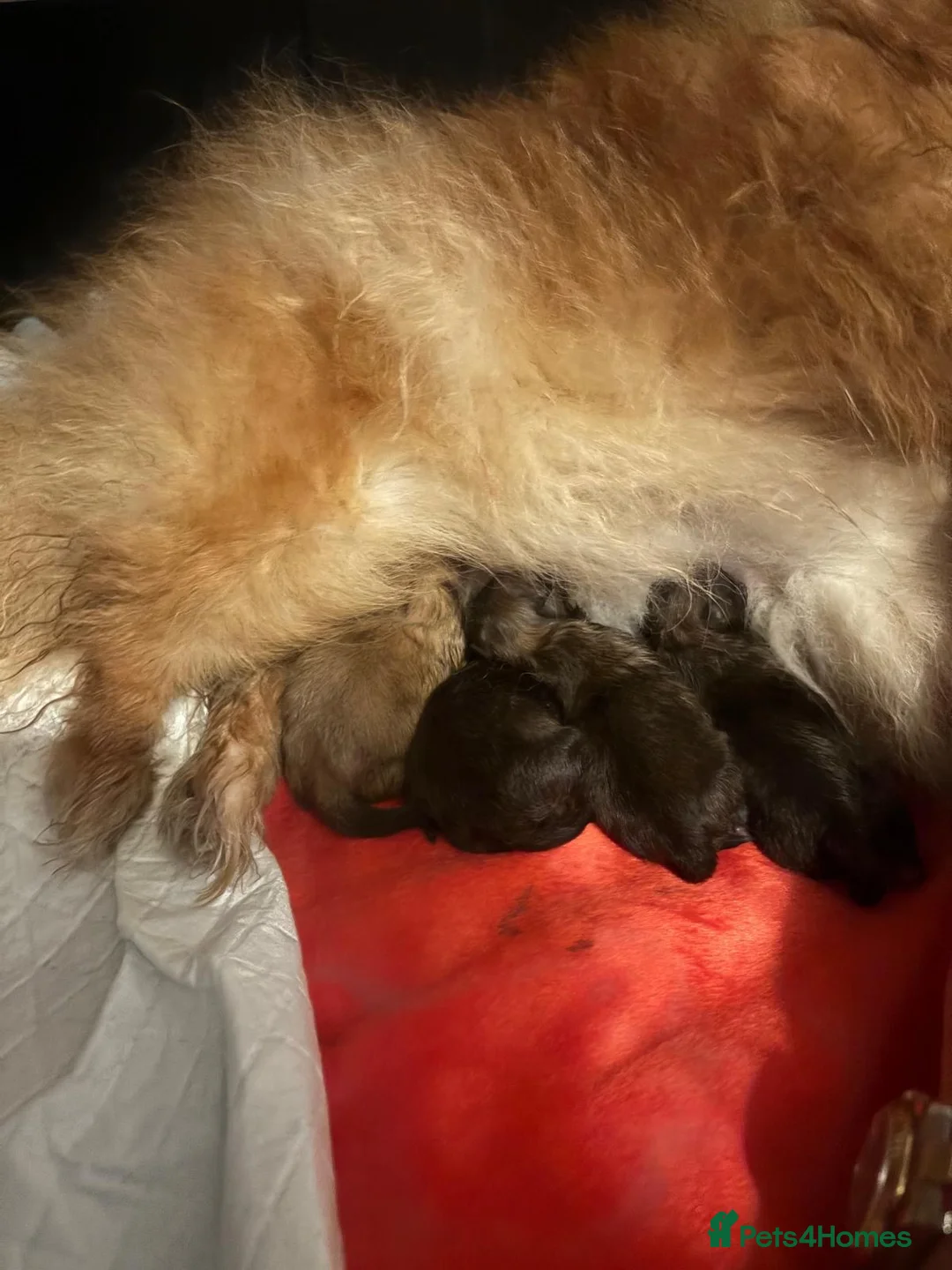 Pomeranian dogs for sale: OUTSTANDING KC BOYS AVALIBLE  in Brighton - Advert 14