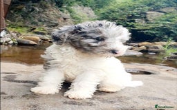 Mixed Breed dogs for sale: ABSOLUTELY STUNNING FOXYPOO PUPPIES - Image 1