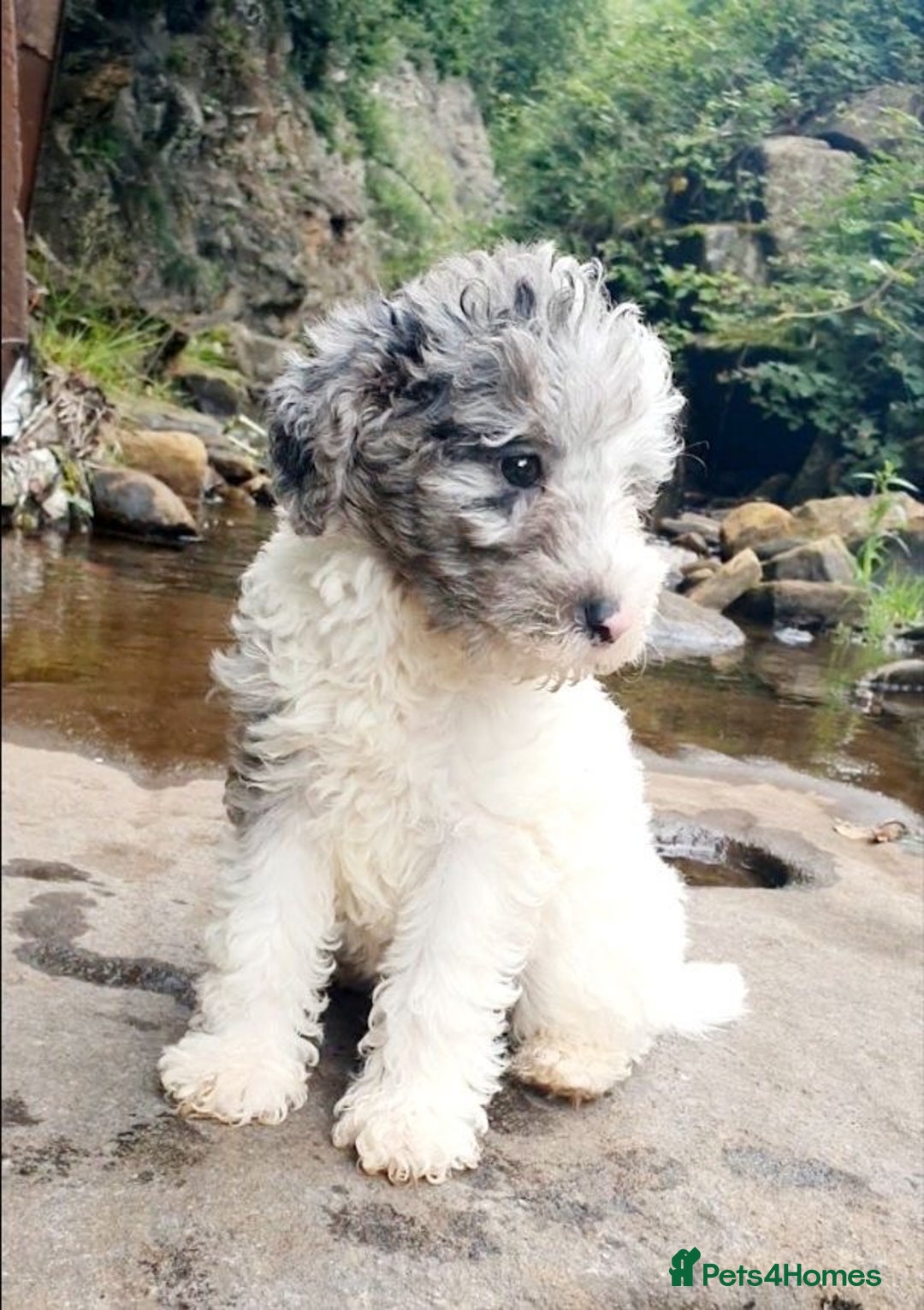 Mixed Breed dogs for sale: ABSOLUTELY STUNNING FOXYPOO PUPPIES - Image 1