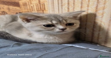 Scottish Fold cats - Advert 4