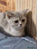 Scottish Fold cats - Advert 2