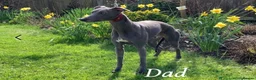 Whippet dogs for sale: KC Registered Blue Whippet Puppies  in Poole - Advert 13