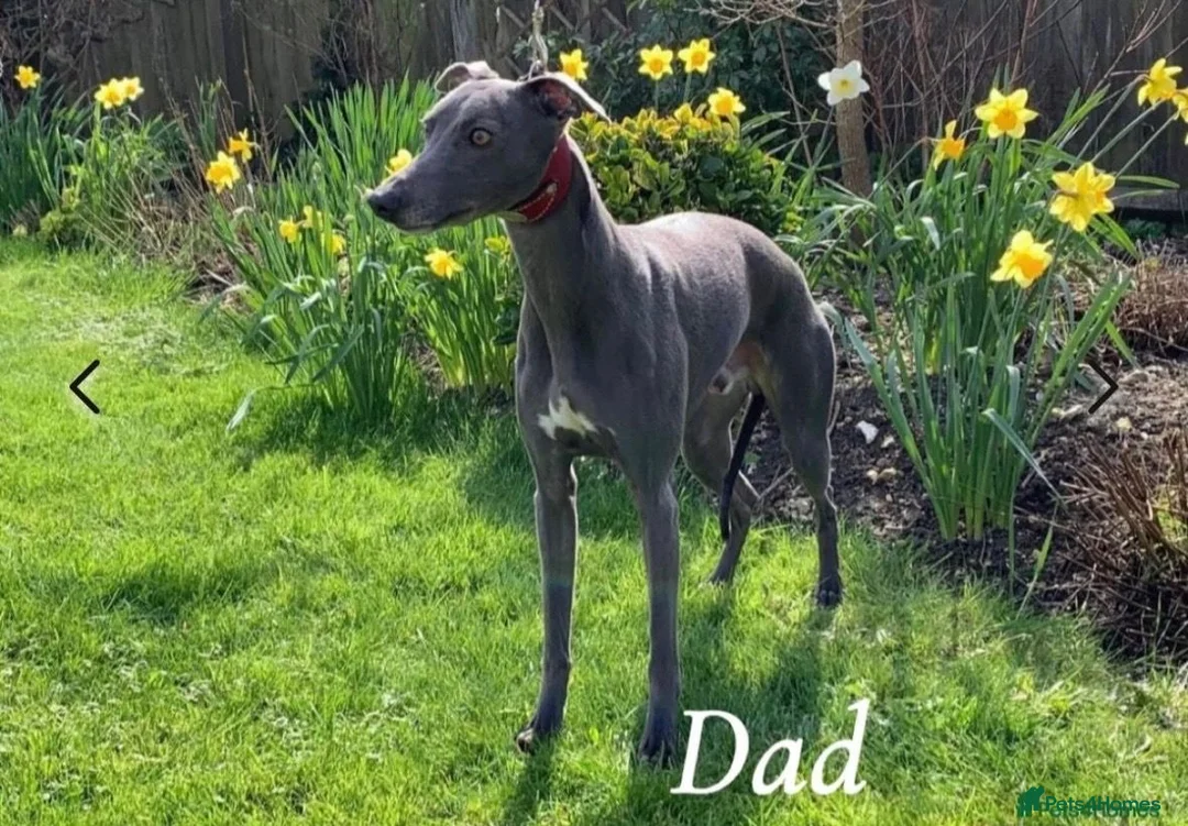 Whippet dogs for sale: KC Registered Blue Whippet Puppies  in Poole - Advert 13