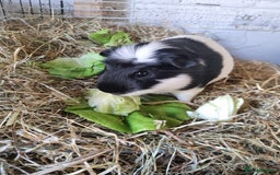Guinea Pig rodents for sale: 2 Male guinea pigs and cage - Image 5