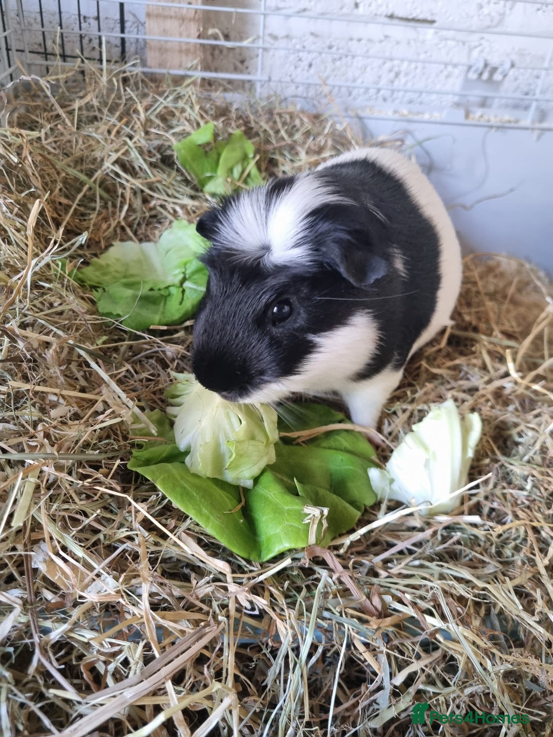 Guinea Pig rodents for sale: 2 Male guinea pigs and cage - Image 5