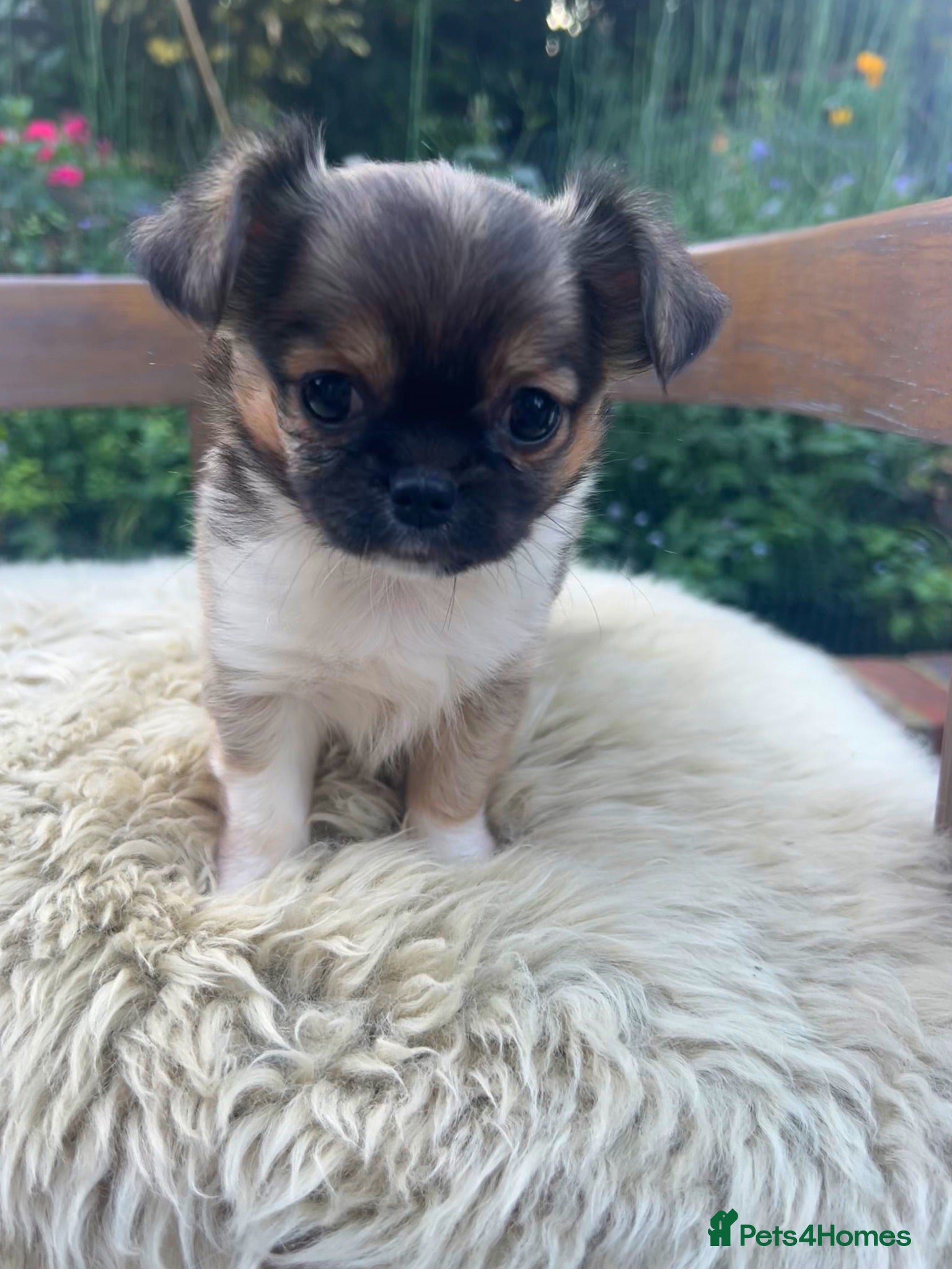 Chihuahua dogs Long Coat Chihuahua Puppies KC Registered  - Advert 1