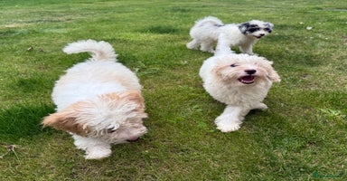 Cavapoo dogs in Southampton - Advert 7
