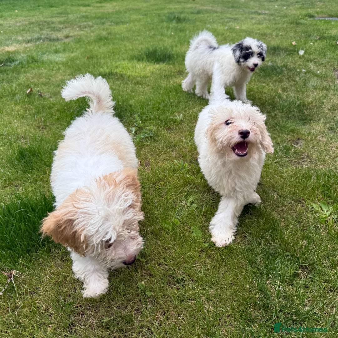 Cavapoo dogs for sale: FULLY VACCINATED Cavapoo Pups LICENSED BREEDER in Southampton - Image 3