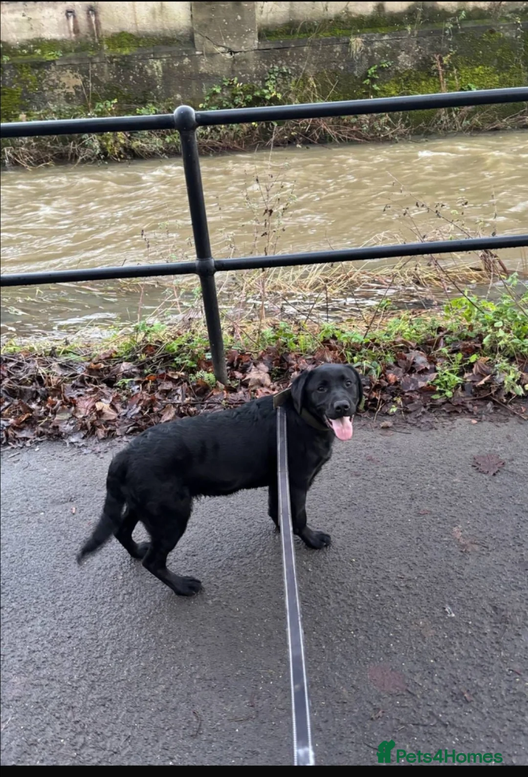 Labrador Retriever dogs for sale: Exceptional Charismatic "JUDGE" for yourselves.... - Advert 5