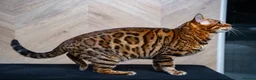Bengal cats for sale: Stunning Bengal - Sophie. Forever family only. - Advert 2