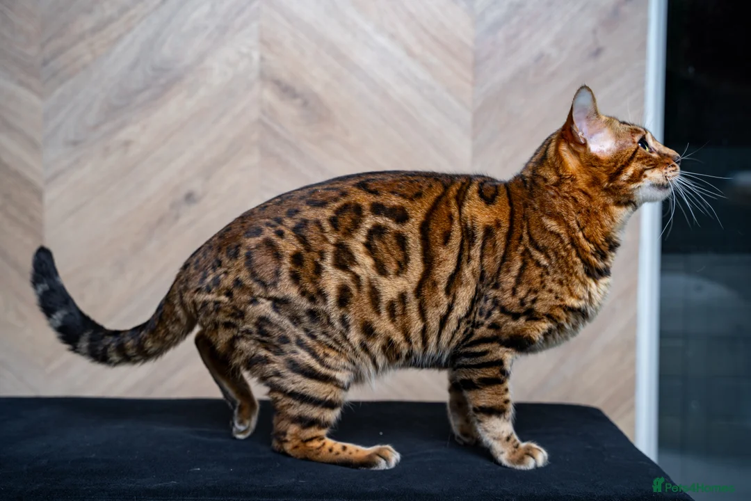 Bengal cats for sale: Stunning Bengal - Sophie. Forever family only. - Advert 2