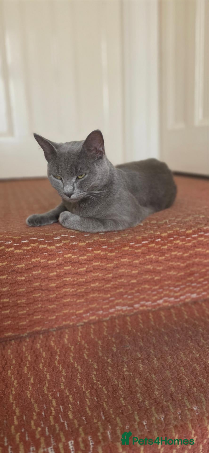 Mixed Breed cats 3 Beautiful Russian Blue × British Shorthair Girls - Advert 4