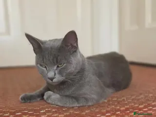 Mixed Breed cats 3 Beautiful Russian Blue × British Shorthair Girls - Advert 4