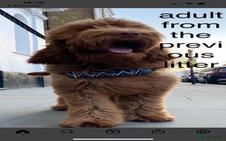 Mixed Breed dogs for sale: Health tested Australian Labradoodles - Image 15