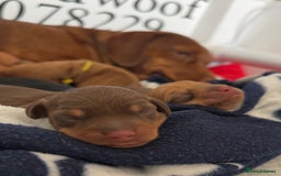 Miniature Dachshund dogs for sale: Mini smooth red dachshund girl - Image 8