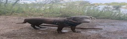 Labrador Retriever dogs for sale: 6 month old Labrador  - Advert 3