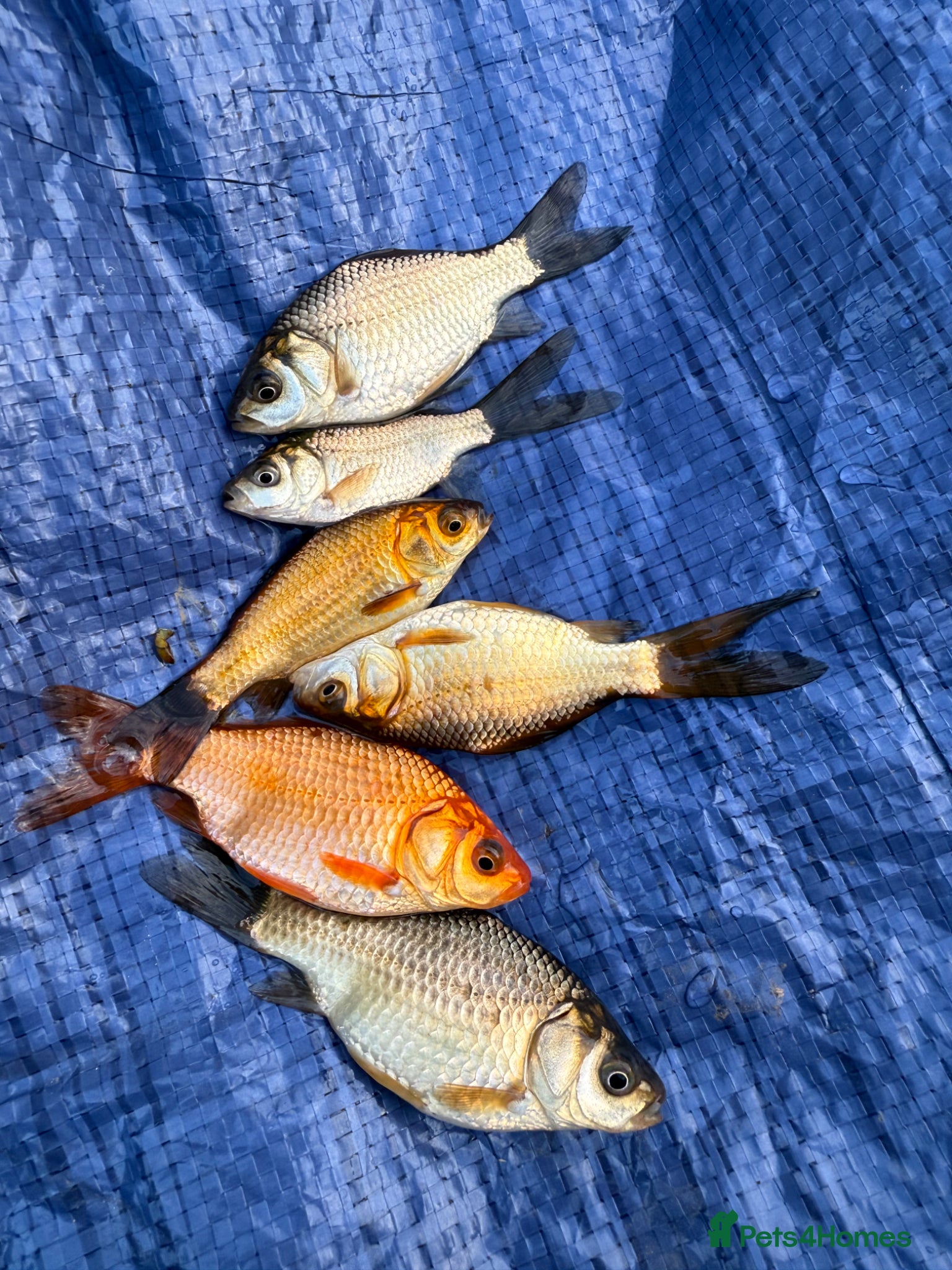 Goldfish fish Various Goldfish available  - Advert 2