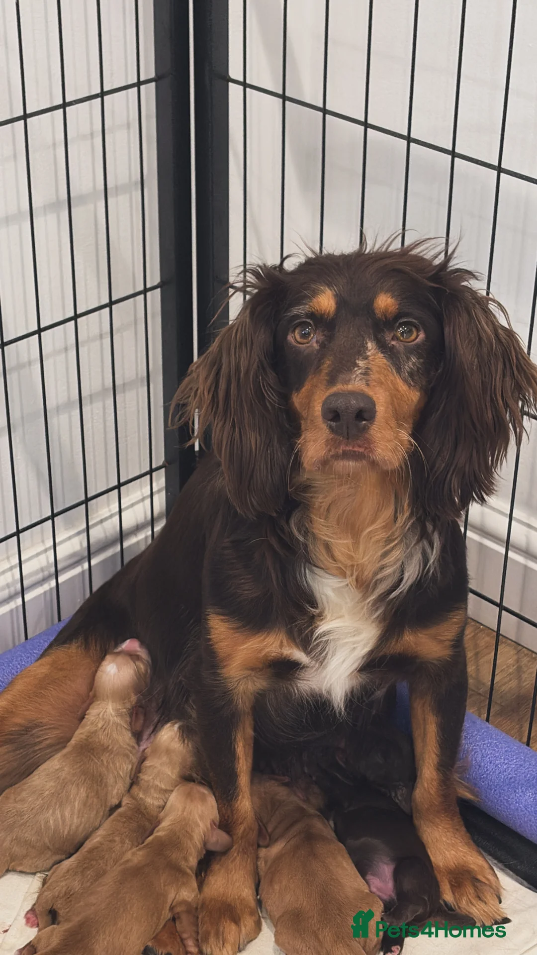 Cocker Spaniel dogs for sale: Cocker spaniels puppies looking for forever 🏡♥️ - Advert 2