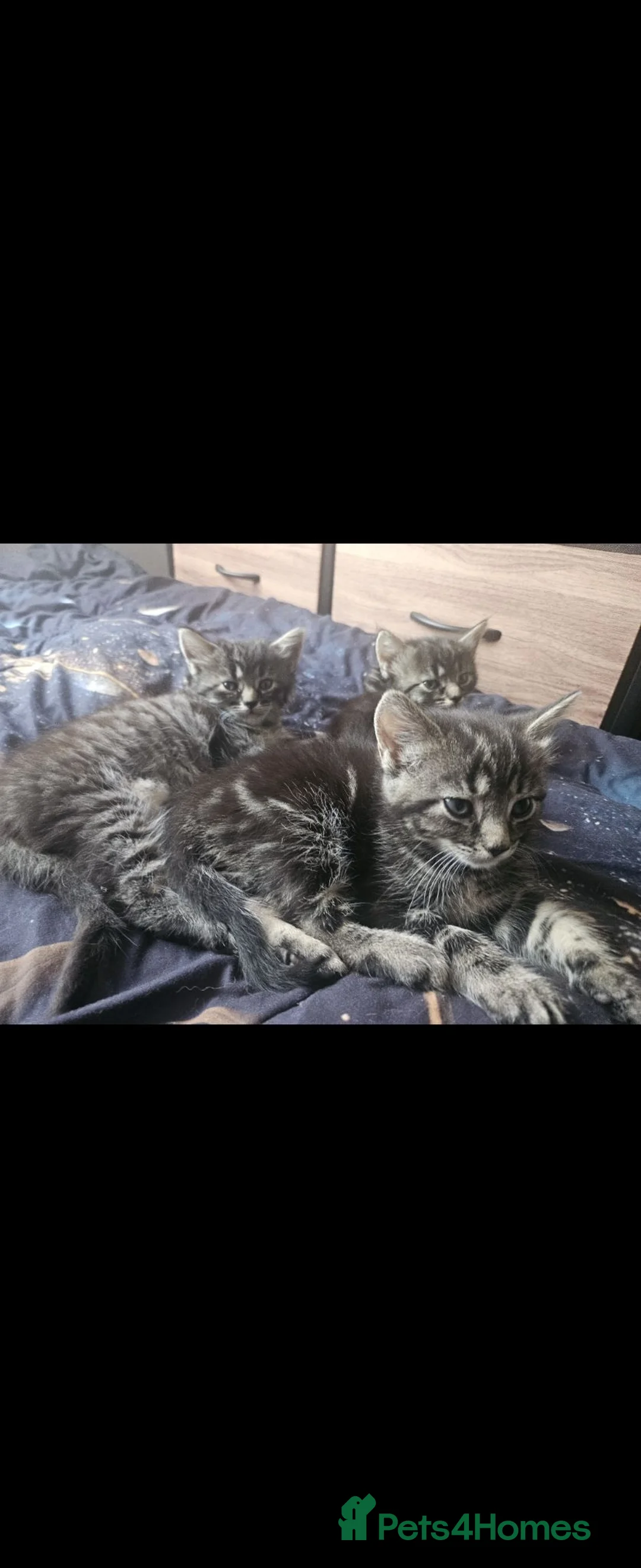 Mixed Breed cats for sale: Kittens for sale - Advert 2