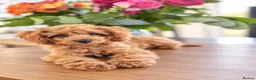 Cockapoo dogs for sale: 1 female Cockerpoo fully vaccinated  - Advert 10