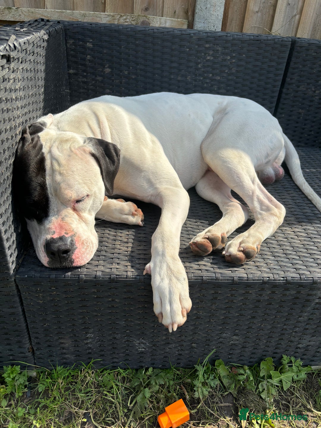 American Bulldog dogs for sale: Albie the American bulldog  - Advert 7