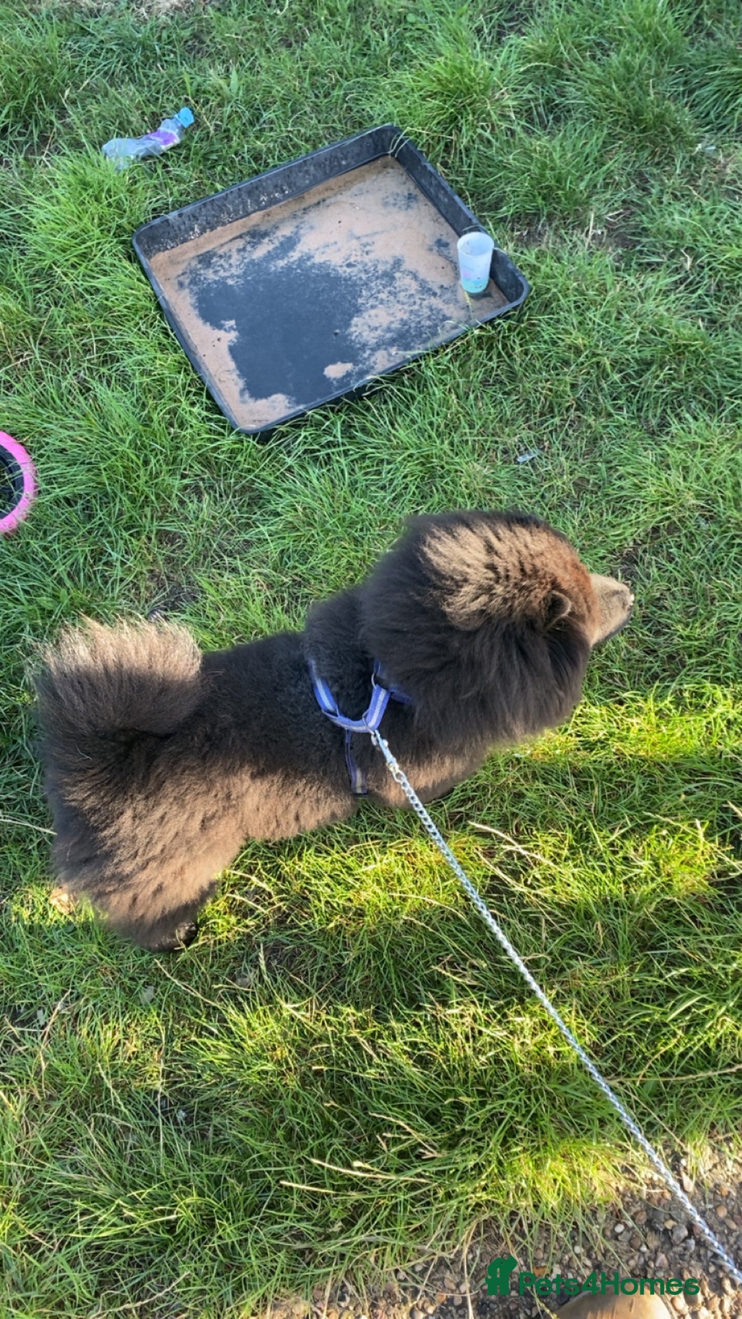 Chow Chow dogs for sale: Beautiful well bred chow chow - Image 6