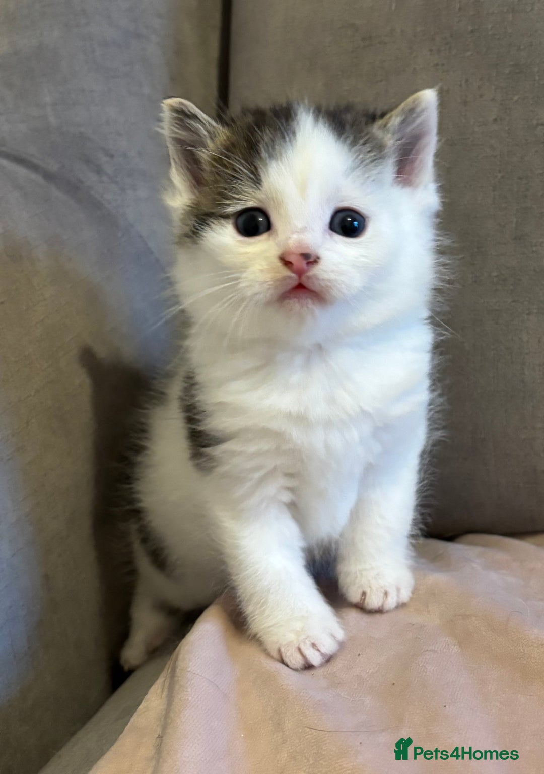 Mixed Breed cats for sale: Kittens stunning Mainecoon cross babies 🐈❤️ - Advert 14