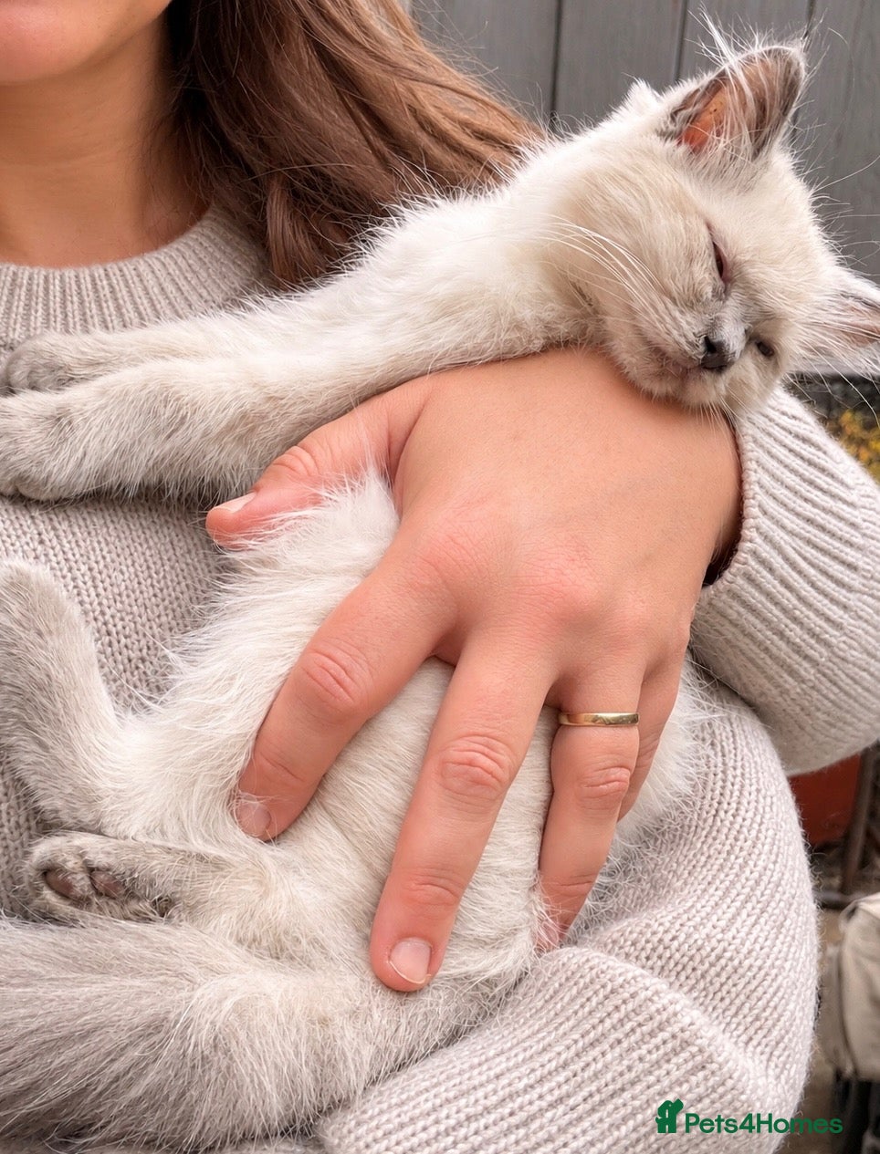 Ragdoll cats Ragdoll X British Shorthair READY NOW - Advert 9