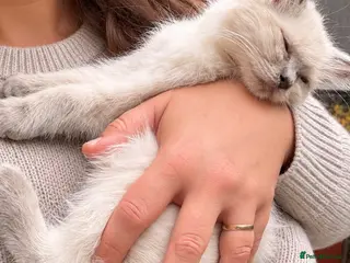 Ragdoll cats Ragdoll X British Shorthair READY NOW - Advert 9