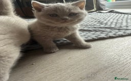 British Shorthair cats for sale: 2 female British blue shorthair  - Image 6