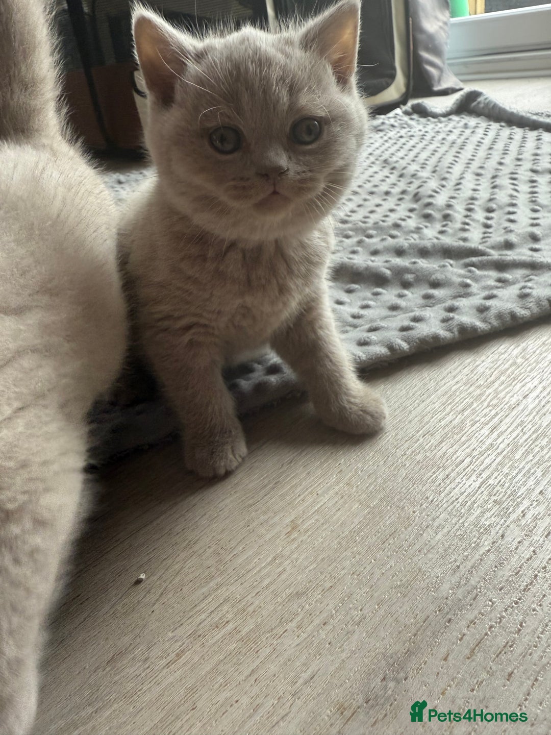 British Shorthair cats for sale: 2 female British blue shorthair  - Image 6