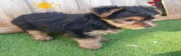Yorkshire Terrier dogs for sale: Yorkshire terrier puppies 1  boy 12 weeks old  - Advert 14