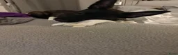 Belgian Shepherd Dog dogs for sale: Shepherd puppy  in Wishaw - Advert 8