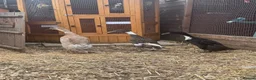 Ducks poultry for sale: 3x Female Indian Runner Ducks - Advert 1