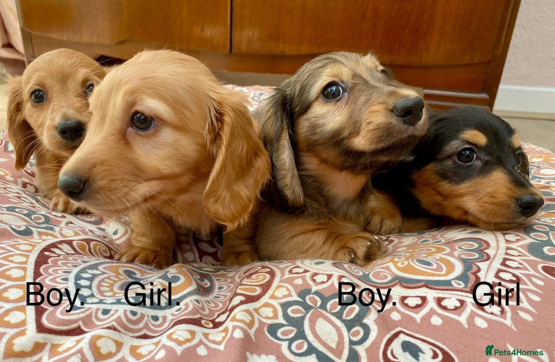 Miniature Dachshund dogs for sale: KC Reg long hair mini dachshunds “Ready now” - Image 28