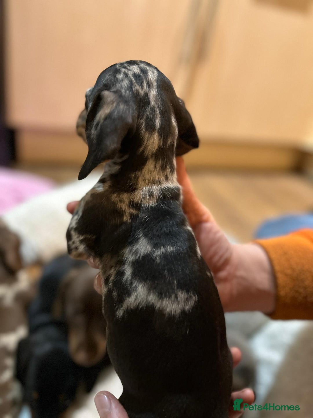 Miniature Dachshund dogs for sale: Stunning rainbow litter mini dachshunds - Advert 12