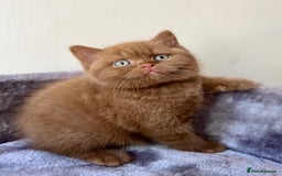 British Shorthair cats for sale: Show quality cinnamon BSH kittens - Image 2