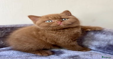 British Shorthair cats - Advert 5