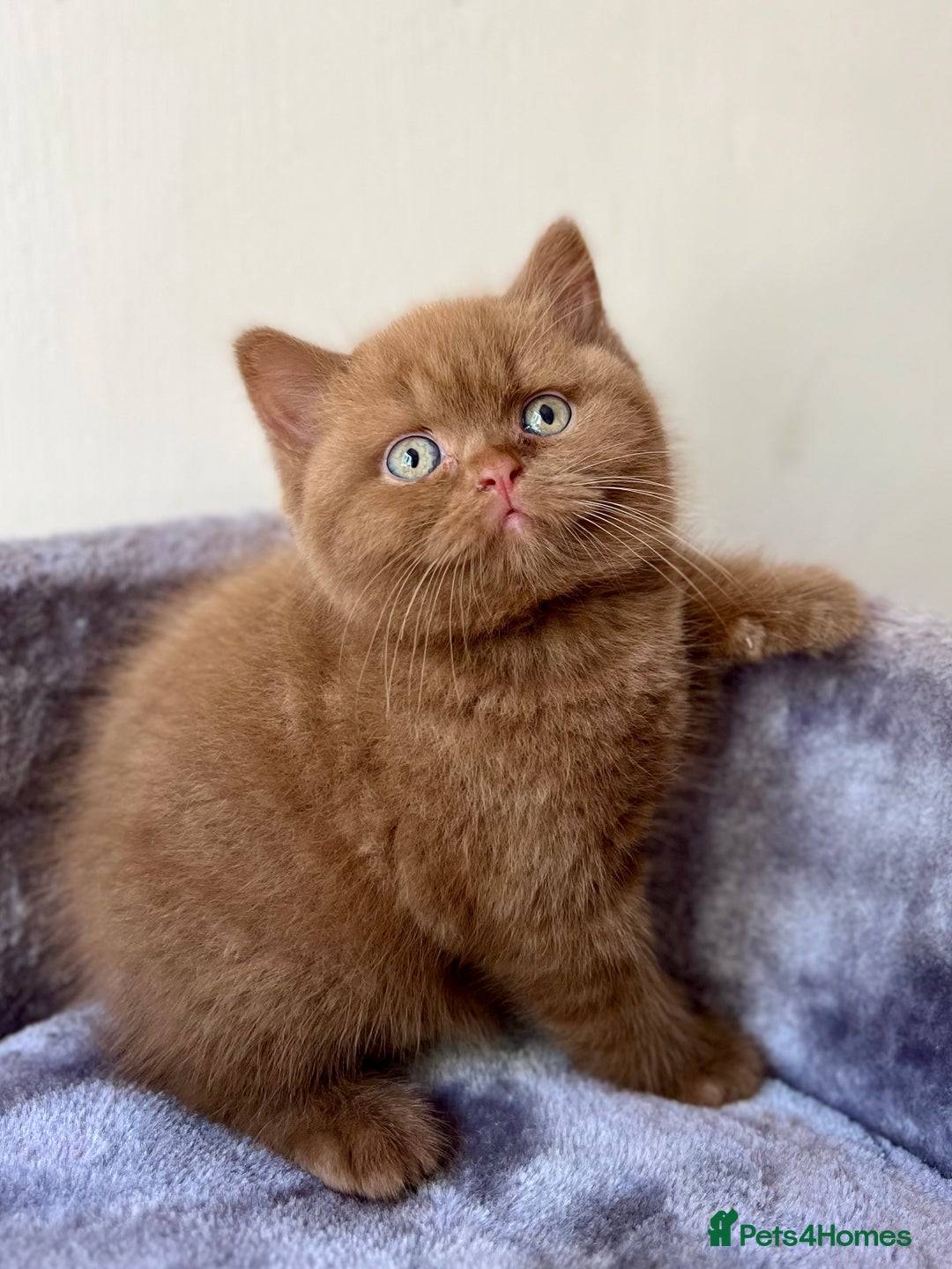 British Shorthair cats for sale: Show quality cinnamon BSH kittens - Image 2