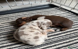 Dachshund dogs for sale: Beautiful litter of dachshund puppy’s  - Image 12