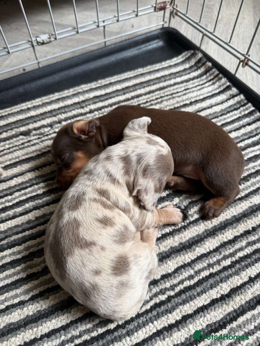Dachshund dogs for sale: Beautiful litter of dachshund puppy’s  - Image 12