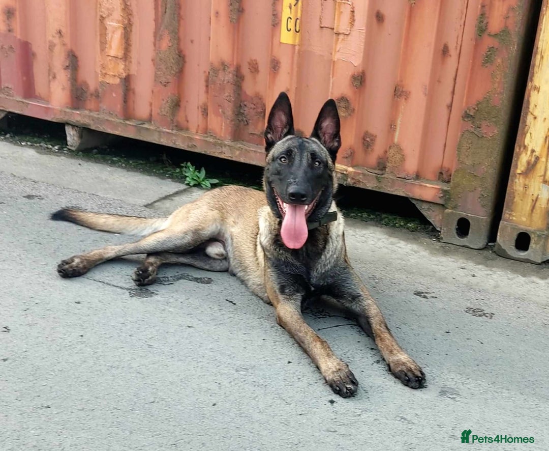 Belgian Shepherd Dog dogs for sale: Belgian shepherd malinois, working security k9 - Image 2
