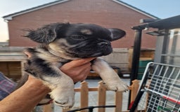 French Bulldog dogs for sale: Reduced! KC Fluffy  French Bulldog READY TO GO! - Image 16