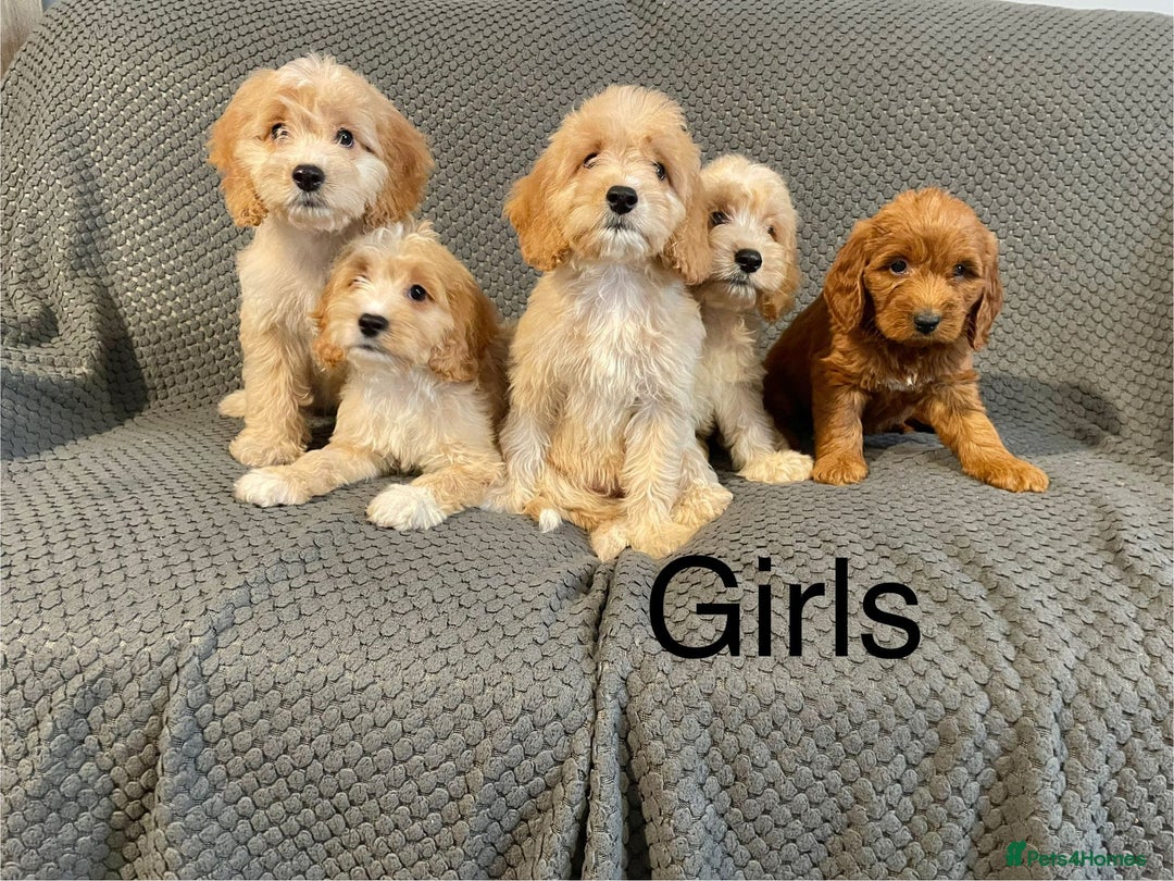 Cockapoo dogs for sale: Cockapoo Puppies F1  - Image 4