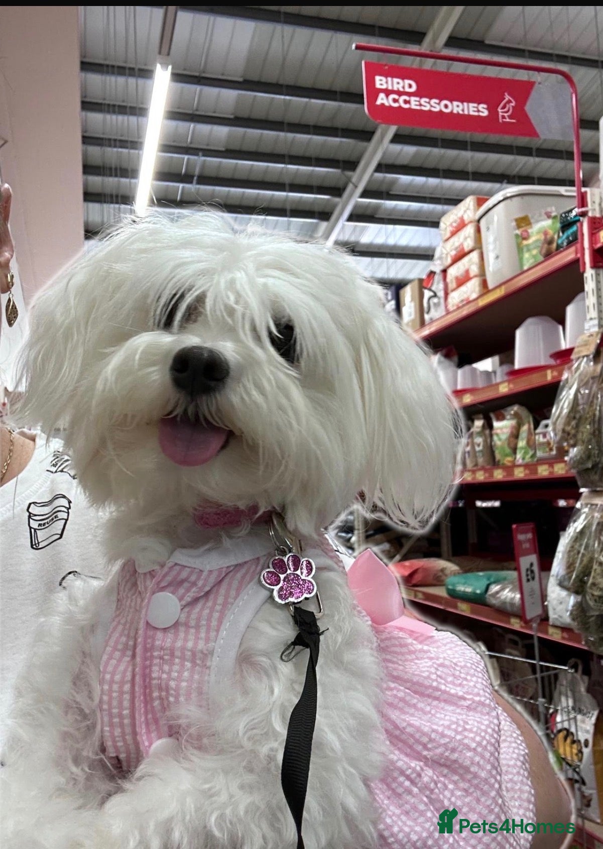 Maltese dogs Stunning Maltese puppies - Advert 2