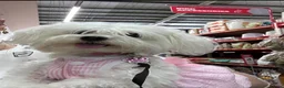 Maltese dogs for sale: Stunning Maltese puppies - Advert 2