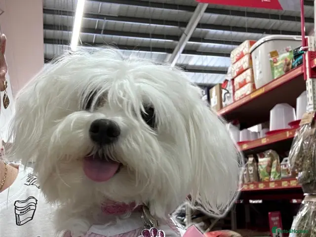 Maltese dogs for sale: Stunning Maltese puppies - Advert 2