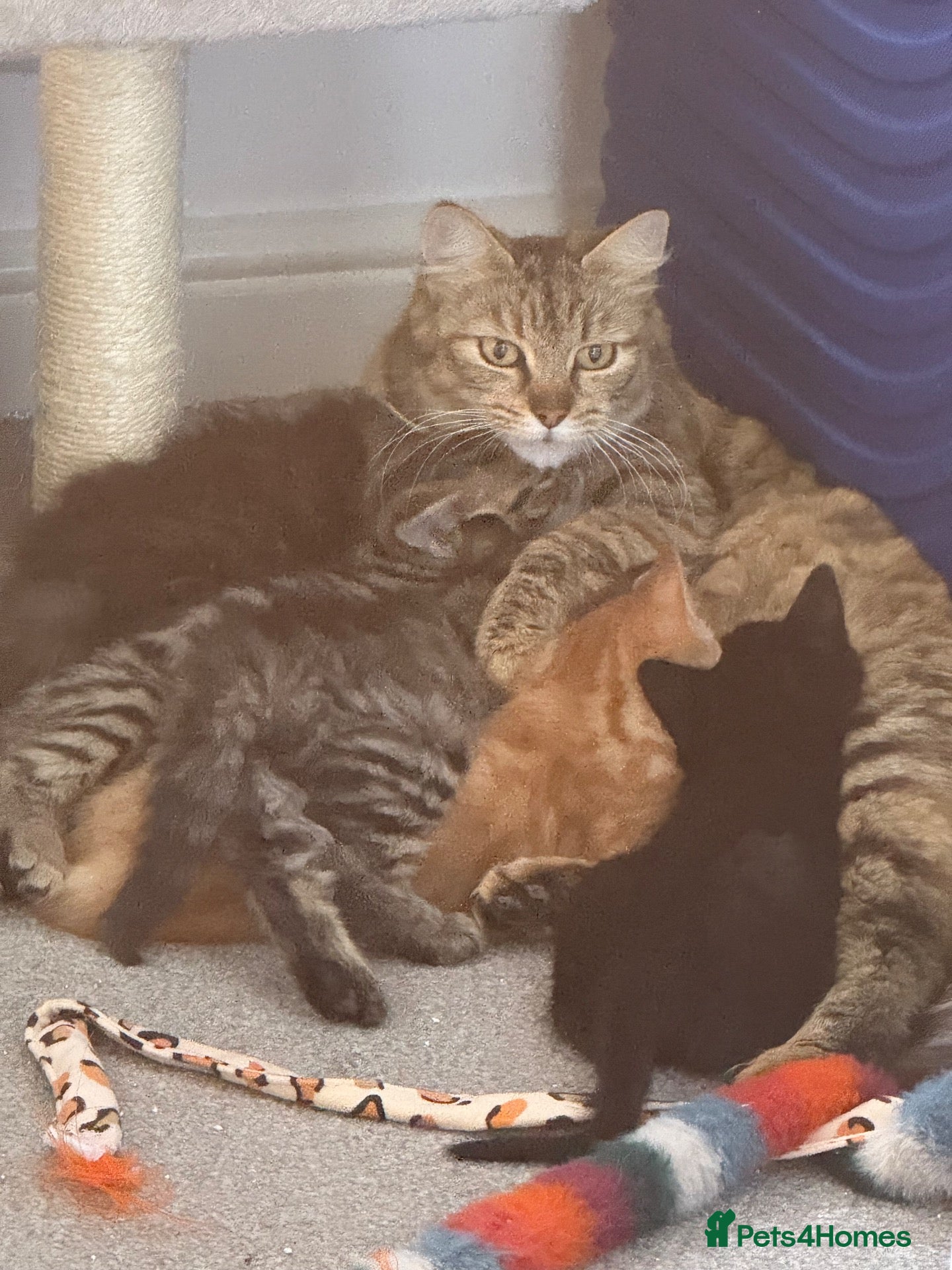 Mixed Breed cats Beautiful mixed breed kittens  - Advert 2