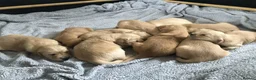 Golden Retriever dogs for sale: KC Reg Dark Red Golden Retriever-100% DNA Tested - Advert 8
